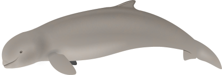 Malampaya Sound Dolphins